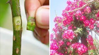 Easy way To Graft  ROSE PLANT Root | Method Of Grafting On Rose Plant