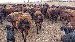 HISSAR SHEEP OF UZBEKISTAN