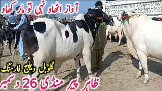 Today Fresh Zahir Pir Cow Mandi Video | Cholistani Bachre || Global Village Farming