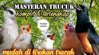 masteran trucukan isian komplit//sangat rekomendasi untuk masteran trucuk lolohan jantan.