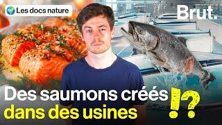 Du saumon "terrestre" dans nos assiettes ?