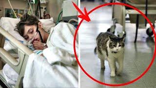 Cat asked to enter a patient's room. Minutes later, she lost her life.