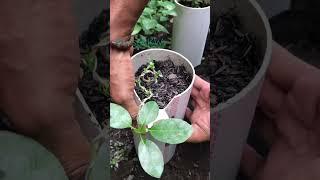 the start of the bonsai program premna microphylla exposed roots #viral #shorts