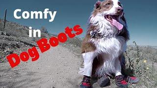 How to Get Your Dog Used to Dog Boots