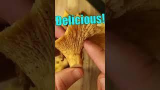 Eating Wild Mushrooms  Chanterelle Foraging & Cooking