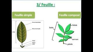 L'appareil végétatif des spermaphytes la feuille