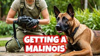 Should I Get a Belgian Malinois? Dog Training | Malinois | K9 Training | Puppy Training | K9 Trainer