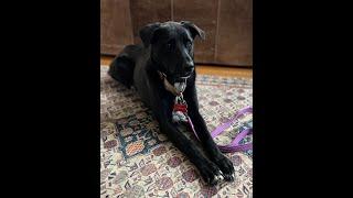 2 year old Black Lab/Greyhound mix, Sasha perfect apartment dog!