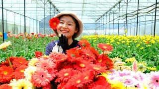 Full Video: Harvesting Gerbera Flower Goes To Market Sell - Farm, Daily Life, Cooking | Tieu Lien