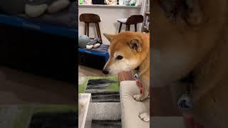 Shiba Has Ultra Instinct