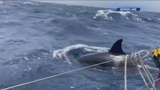 Dramatic video of killer whales attacking boats in Spain