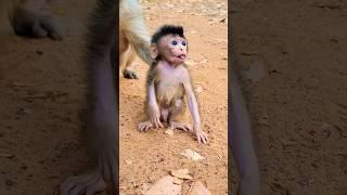 Cute baby Newborn Monkey #animal #monkey #newbornbaby #animals #babyprimate #cute