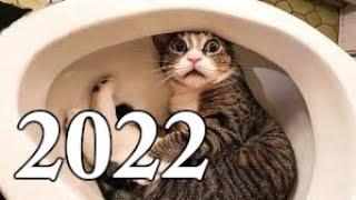 Śmieszne koty 2022