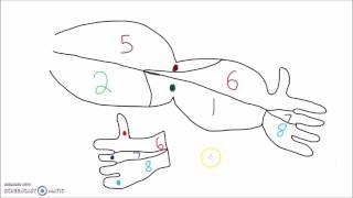 Anatomy - How to Draw the Dermatomes of the Arm, Head, and Neck