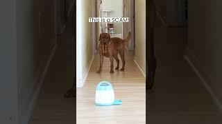 Genius Dog Figures Out How to Cheat Her Food Dispenser