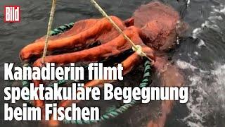 Riesiger Oktopus krallt sich Fangkorb | Vancouver, Kanada