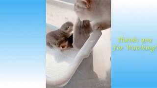 Funny Animals