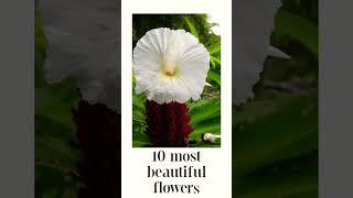 10 most beautiful flowers in world 