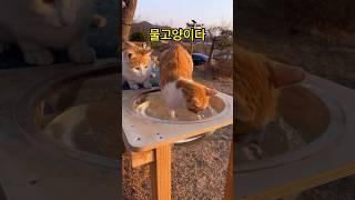 고양이에게 물을 주면 안되는 이유