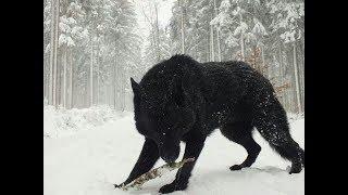 Two Largest Wolves ever caught on tape - Reaction - Real or not?