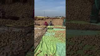 Potato farming short video  #youtubeshorts #trending #farming