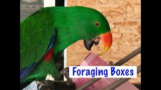 foraging boxes for parrots