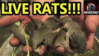 Mink Man With Baby Rats? What Does He Do With Them?