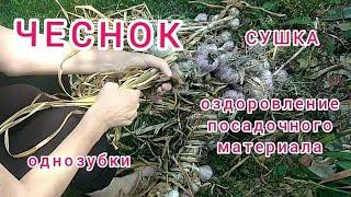 Чеснок. Сушка и оздоровление/Garlic. Garden