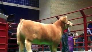 Cuatro Schauer - Record $230,000 Steer at Fort Worth Stock Show