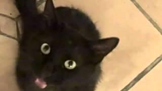 creepy cat meowing