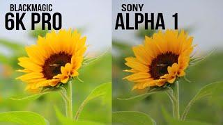 BlackMagic Pocket 6K Pro vs Sony Alpha 1 Camera Test