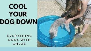 HOW TO COOL YOUR DOG DOWN IN HOT WEATHER - 5 TIPS