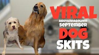 EPIC AGuyandAGolden September Dog Skits!