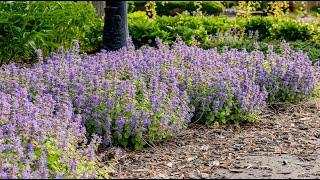 Nepeta 'Chartreuse on the Loose' | Walters Gardens