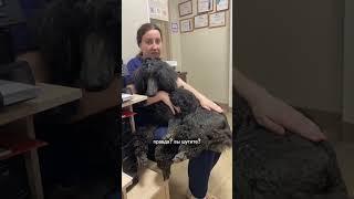 В целом, можете даже инструменты хирургу подавать!