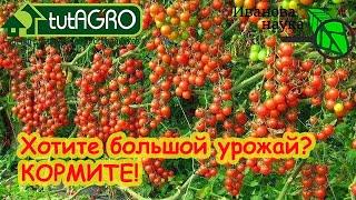 ПОЛНАЯ СХЕМА ПОДКОРМКИ ТОМАТА НА БОЛЬШОЙ и ВКУСНЫЙ УРОЖАЙ. Принципы и рецепты.