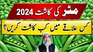 Best sowing time for Peas (matar, مٹر) in Punjab || Crop Reformer