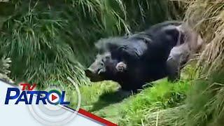 Philippine warty pig o baboy-ramo namataan sa tuktok ng Mt. Apo | TV Patrol