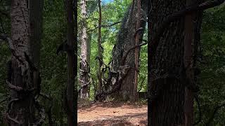 I GOT STUCK IN THE UPSIDE DOWN! (Stranger Things Season 5 Film Locations)