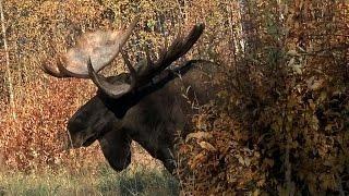 Monster Moose Bull Gets Back Up! - Alaska