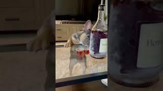 Dog drinking alcohol‍#shortsyoutube #shorts littlepup #tiktok #happydog #pettiktok #videos