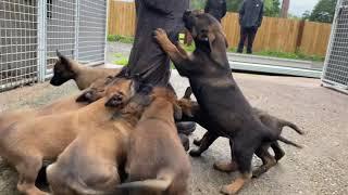 Malinois Puppies