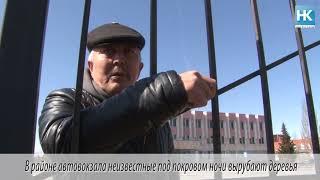 НАШ КОСТАНАЙ В районе автовокзала неизвестные под покровом ночи вырубают деревья