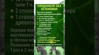 Подкормка #рекомендации #огород #дача