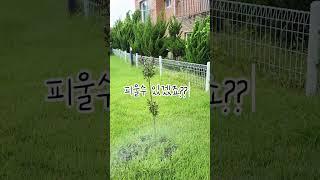 #라온제주펜션#제주대가족펜션#제주여행숙소#제주독채펜션#배롱나무#백일홍#제주동쪽펜션#제주동쪽숙소#제주구좌숙소