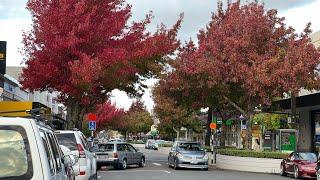 [4K] Autumn  walk in Rangiora-New Zealand