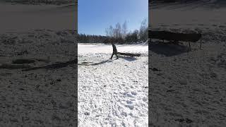 утренний водопой #кфх #ферма #якутия #водопой