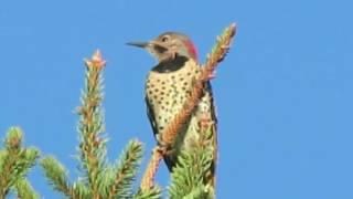 Northern Flicker