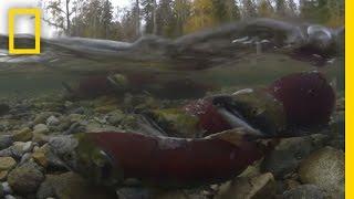 Millions of Salmon Return Home | National Geographic