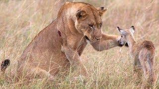 5 UNGLAUBLICHE Tiere, die anderen Tieren geholfen haben!